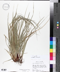 Carex nigromarginata image