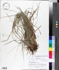 Carex nigromarginata image