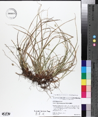 Carex nigromarginata image