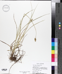 Carex muehlenbergii var. enervis image