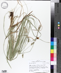 Carex muehlenbergii var. enervis image