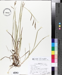 Carex oxylepis var. oxylepis image
