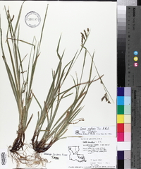 Carex oxylepis image