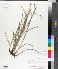 Carex oxylepis var. oxylepis image