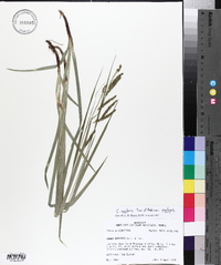 Carex oxylepis image