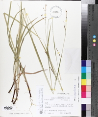 Carex oxylepis image