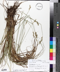 Carex reniformis image