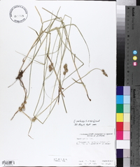 Carex reniformis image