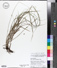 Carex reniformis image