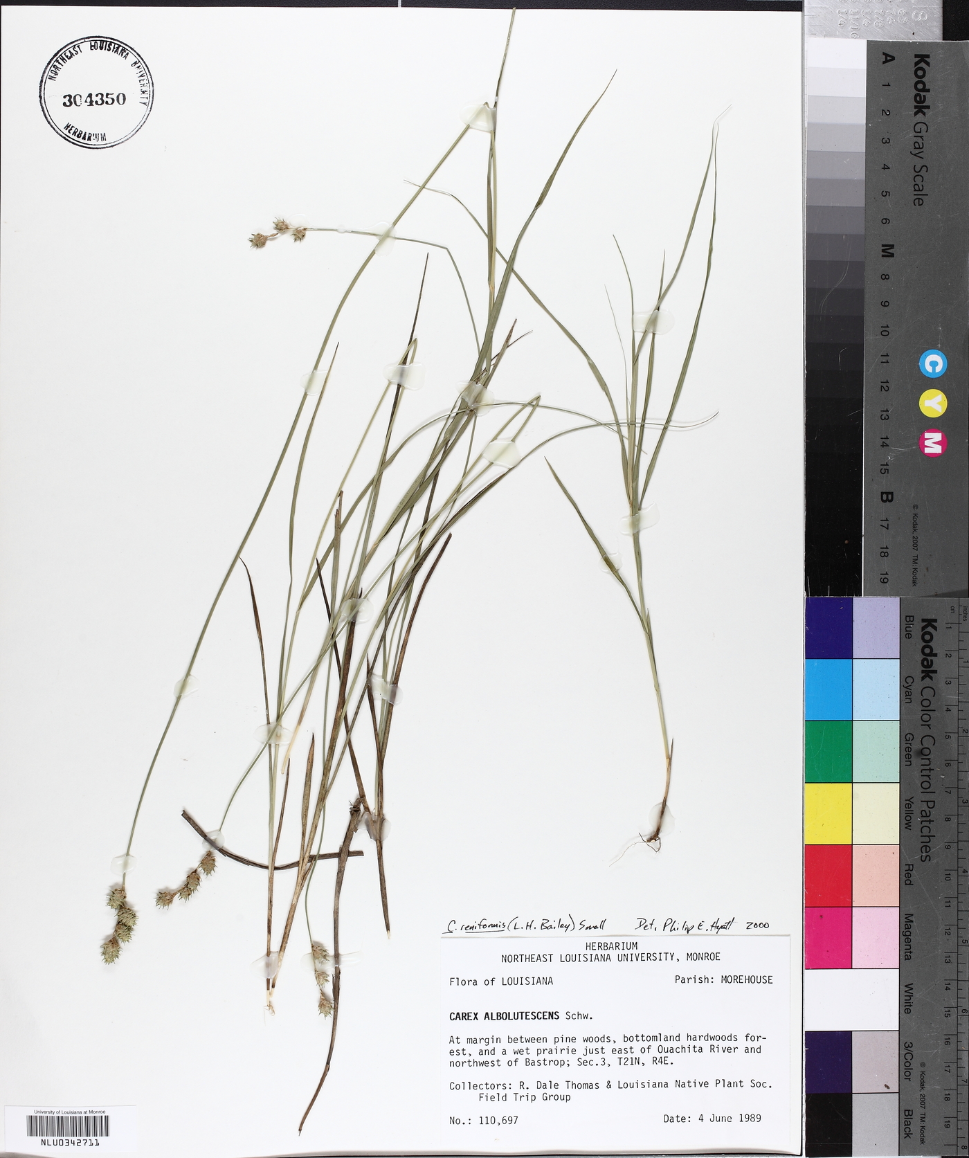 Carex reniformis image