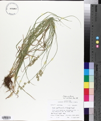 Carex reniformis image