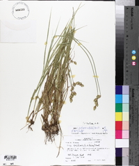 Carex reniformis image