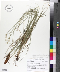 Carex reniformis image