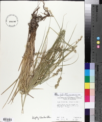 Carex reniformis image