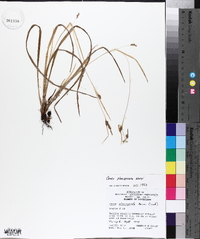 Carex planispicata image