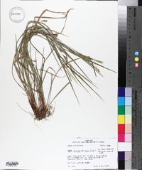 Carex planispicata image