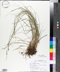 Carex retroflexa image