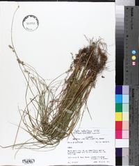 Carex retroflexa image