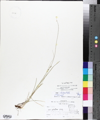 Carex retroflexa image