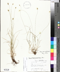 Carex leavenworthii image