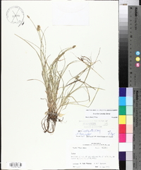 Carex leavenworthii image