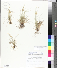 Carex leavenworthii image