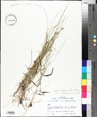 Carex leavenworthii image