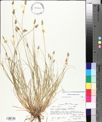 Carex leavenworthii image