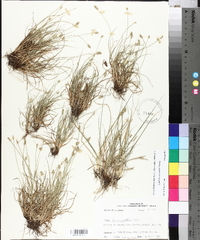 Carex leavenworthii image