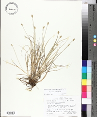 Carex leavenworthii image