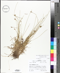 Carex leavenworthii image