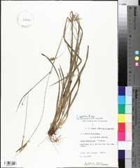 Carex styloflexa image