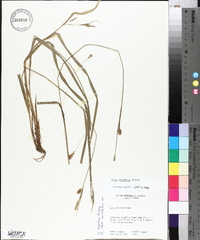 Carex styloflexa image