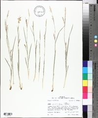 Carex striatula image