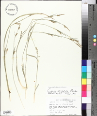 Carex striatula image