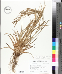 Carex striatula image