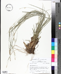 Carex striatula image