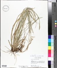 Carex striatula image