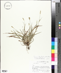 Carex striatula image