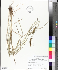 Carex triangularis image