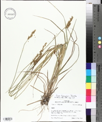 Carex triangularis image