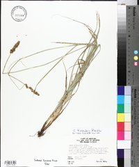 Carex triangularis image