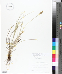 Carex triangularis image