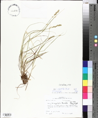 Carex triangularis image