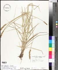 Carex triangularis image