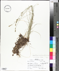 Carex texensis image