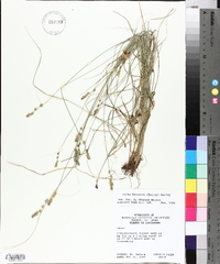 Carex texensis image