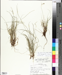 Carex texensis image