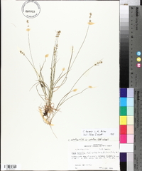 Carex texensis image