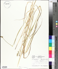 Carex albolutescens image